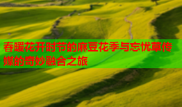 春暖花开时节的麻豆花季与忘忧草传媒的奇妙融合之旅